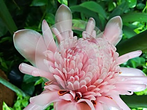 Pink flower Ð Ð¾Ð·Ð¾Ð²Ñ‹Ð¹ Ð¦Ð²ÐµÑ‚Ð¾Ðº  Botanical Garden
